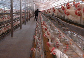 畜禽养殖环境智能监控系统